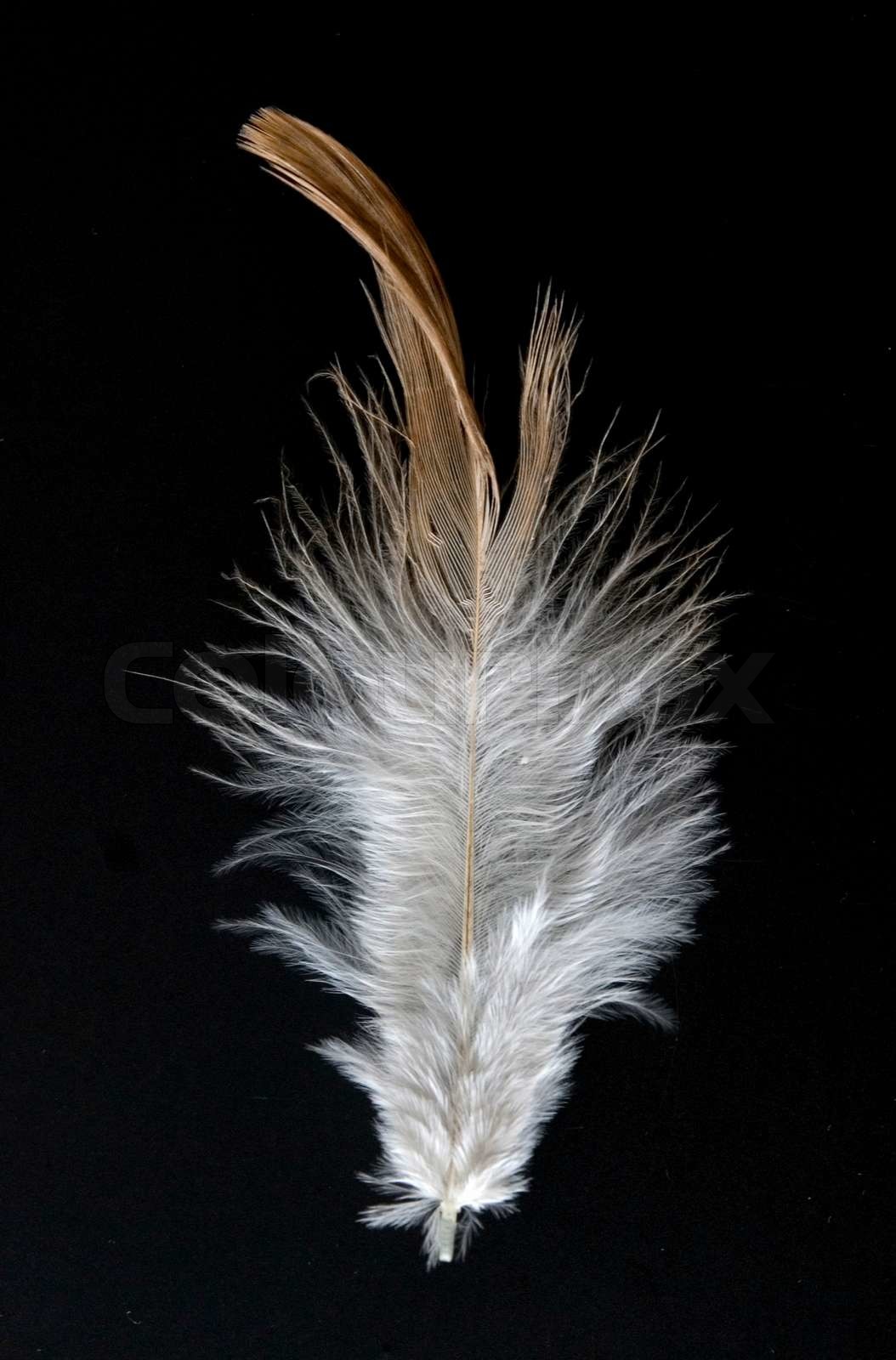 feather | Stock image | Colourbox
