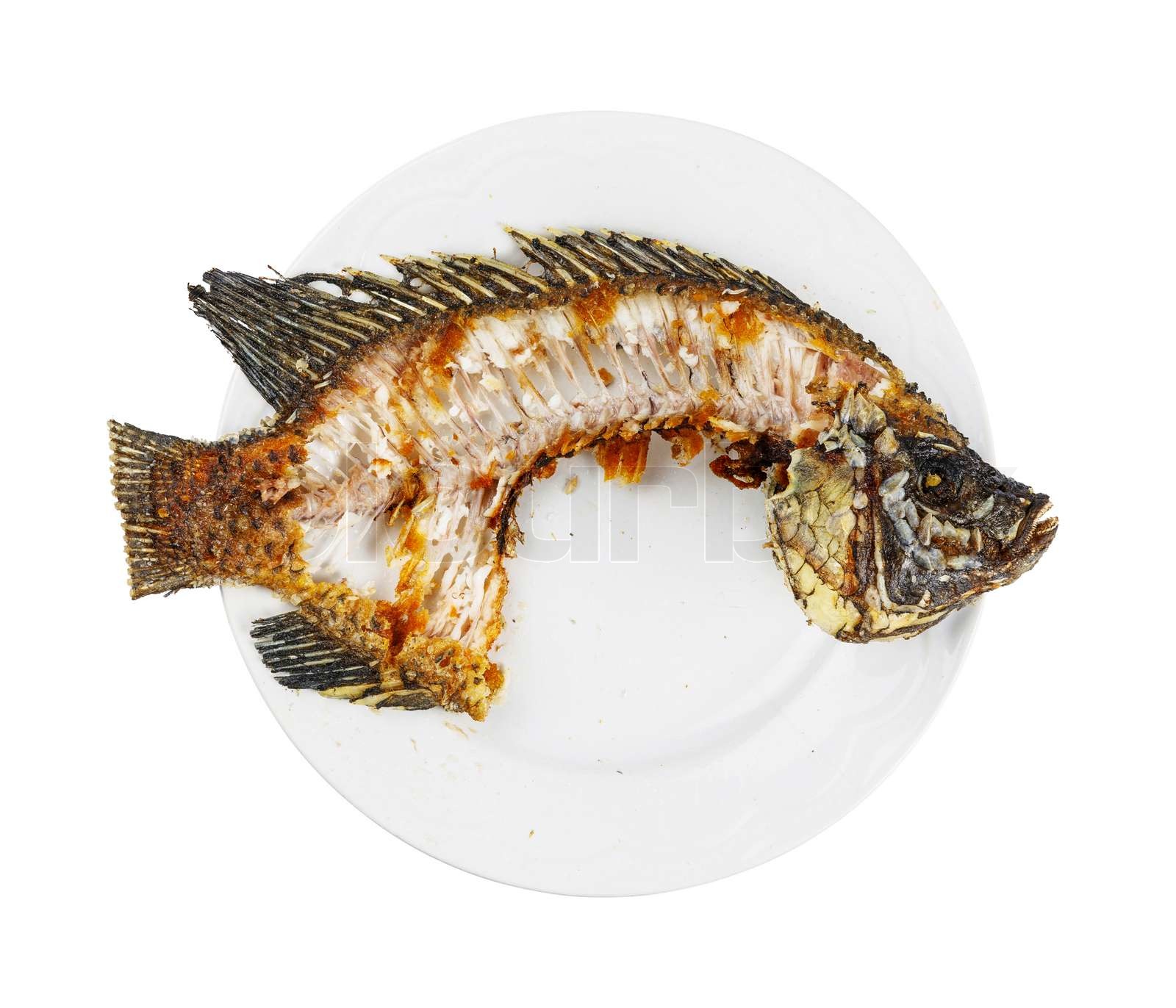 Nile tilapia fishbone Stock image Colourbox