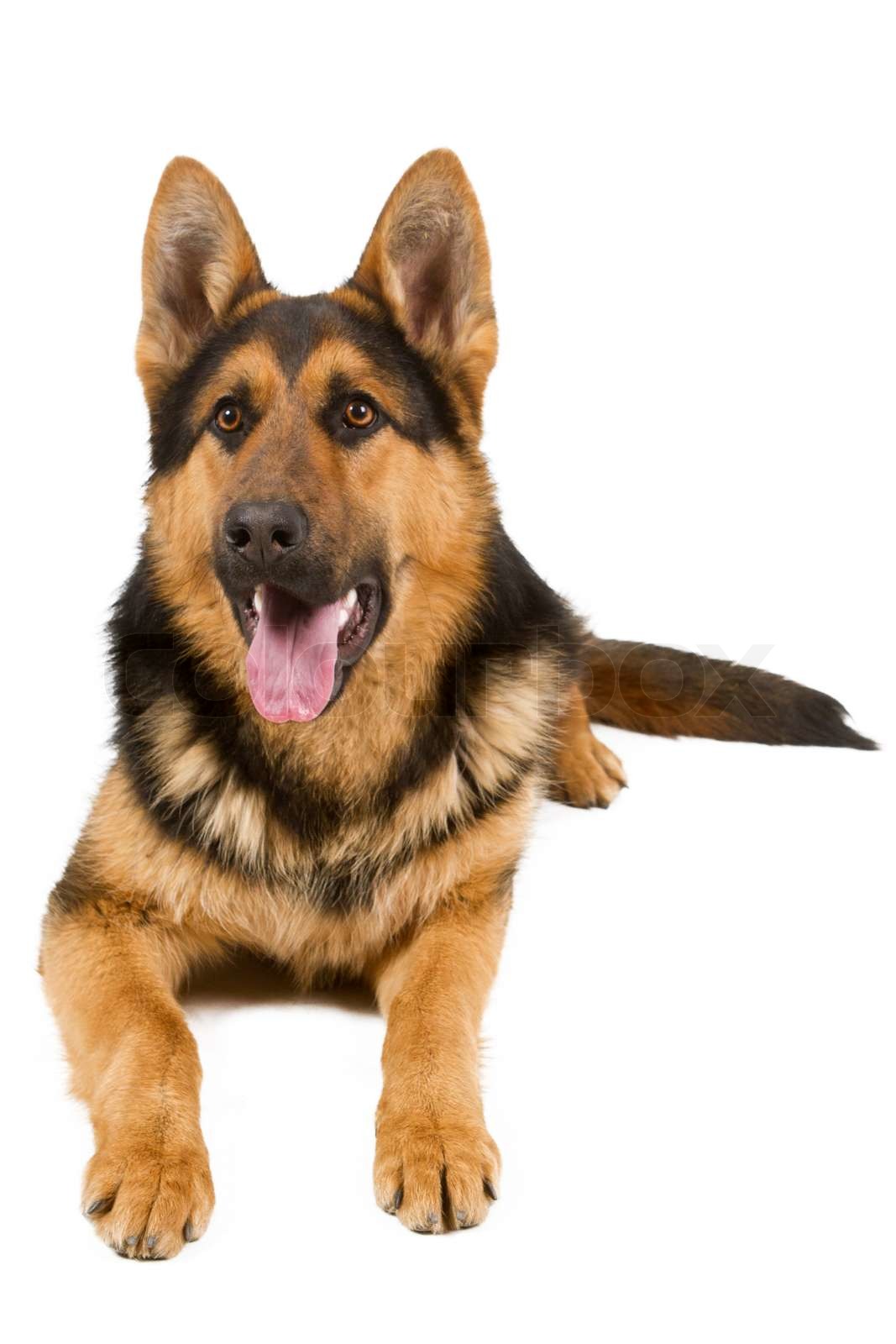 German Shepherd Stock Image Colourbox German Shepherd Stock Image Colourbox