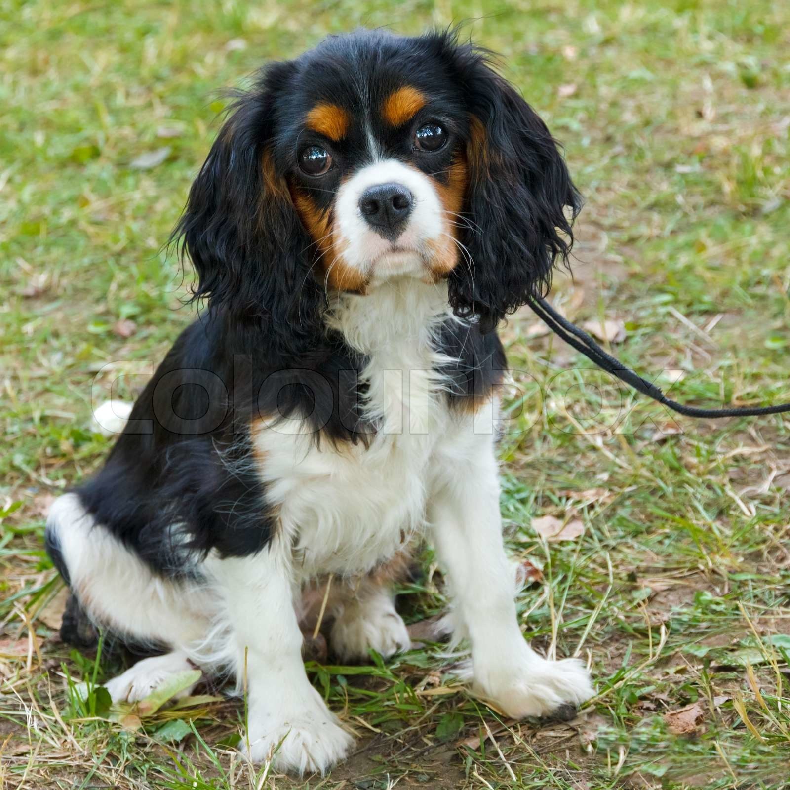 Closeup Portrait die Hunderasse cavalier King Charles Spaniel | Stock ...