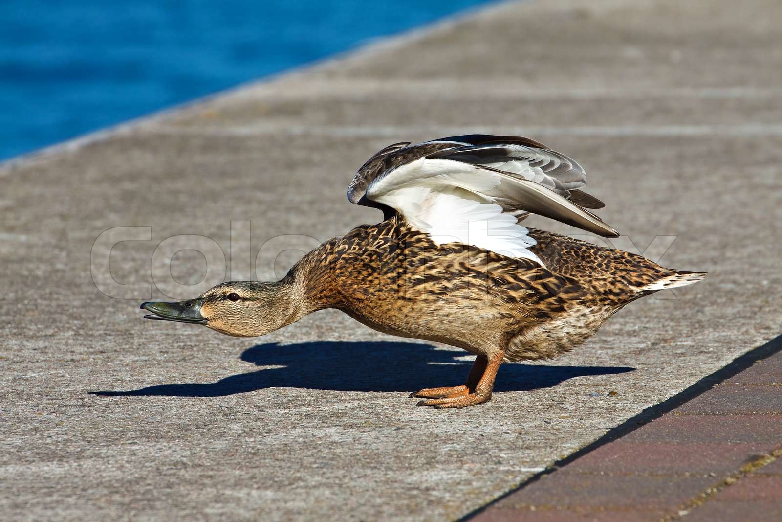 Ente | Stock image | Colourbox