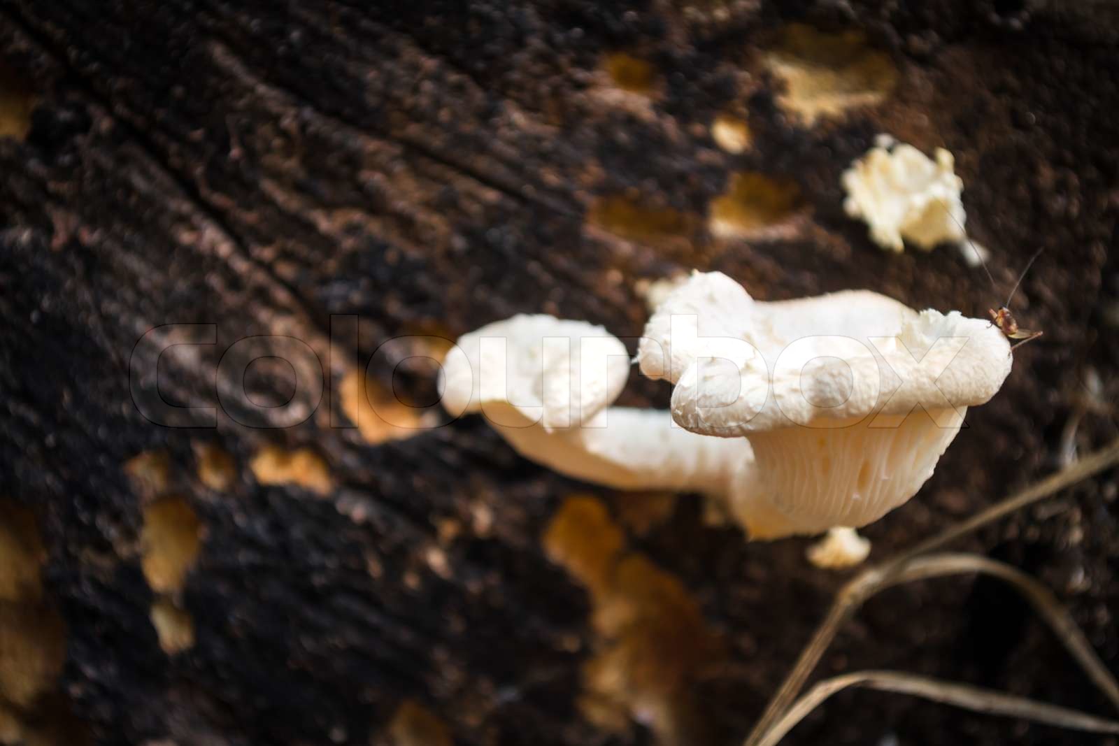 White mushrooms | Stock image | Colourbox