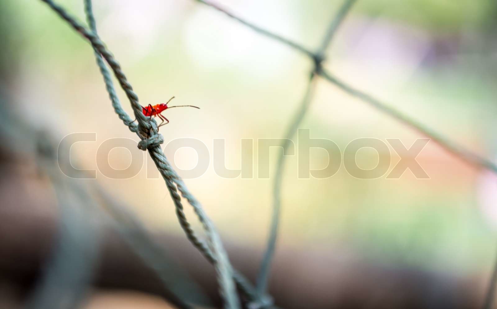 Red insects | Stock image | Colourbox