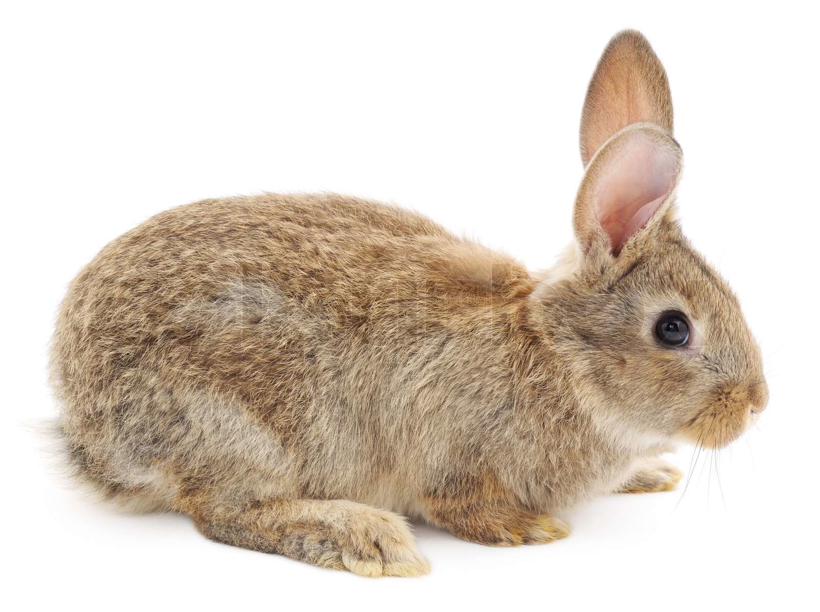 Kaninchen Stock Bild Colourbox