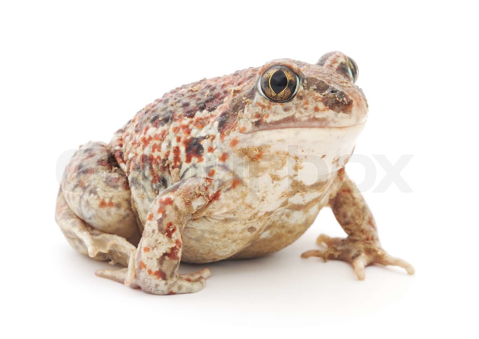 Brown frog | Stock image | Colourbox
