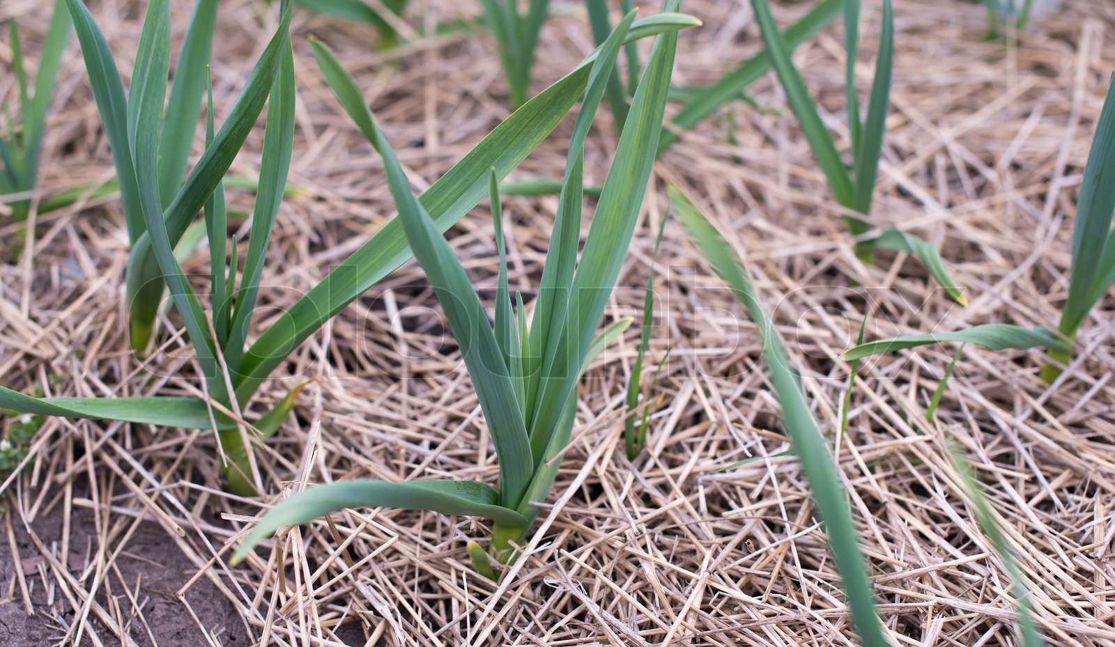 winter garlic sprouts Stock image Colourbox