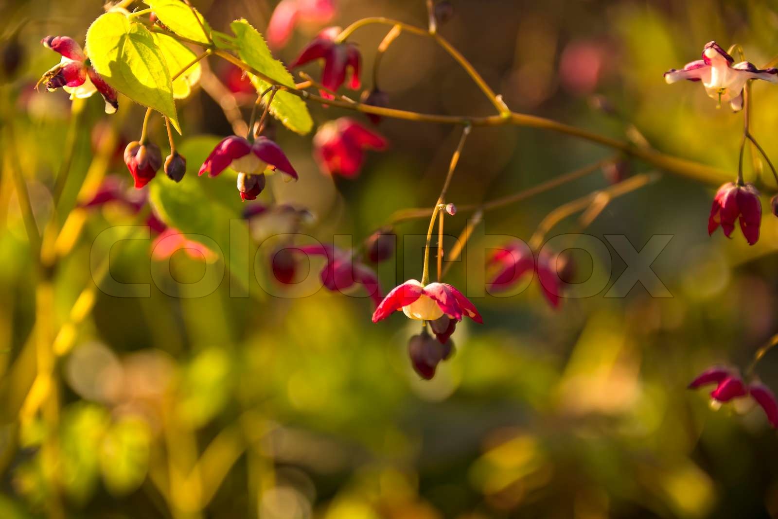 Epimedium | Stock image | Colourbox