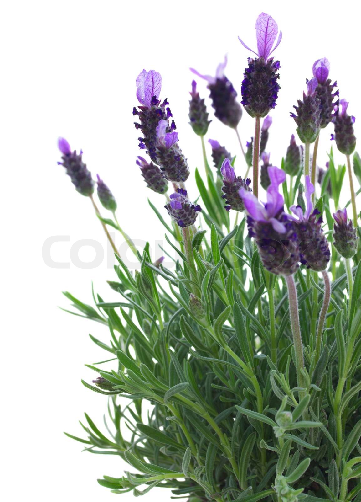 Fresh purple lavender flowers on white Stock image Colourbox