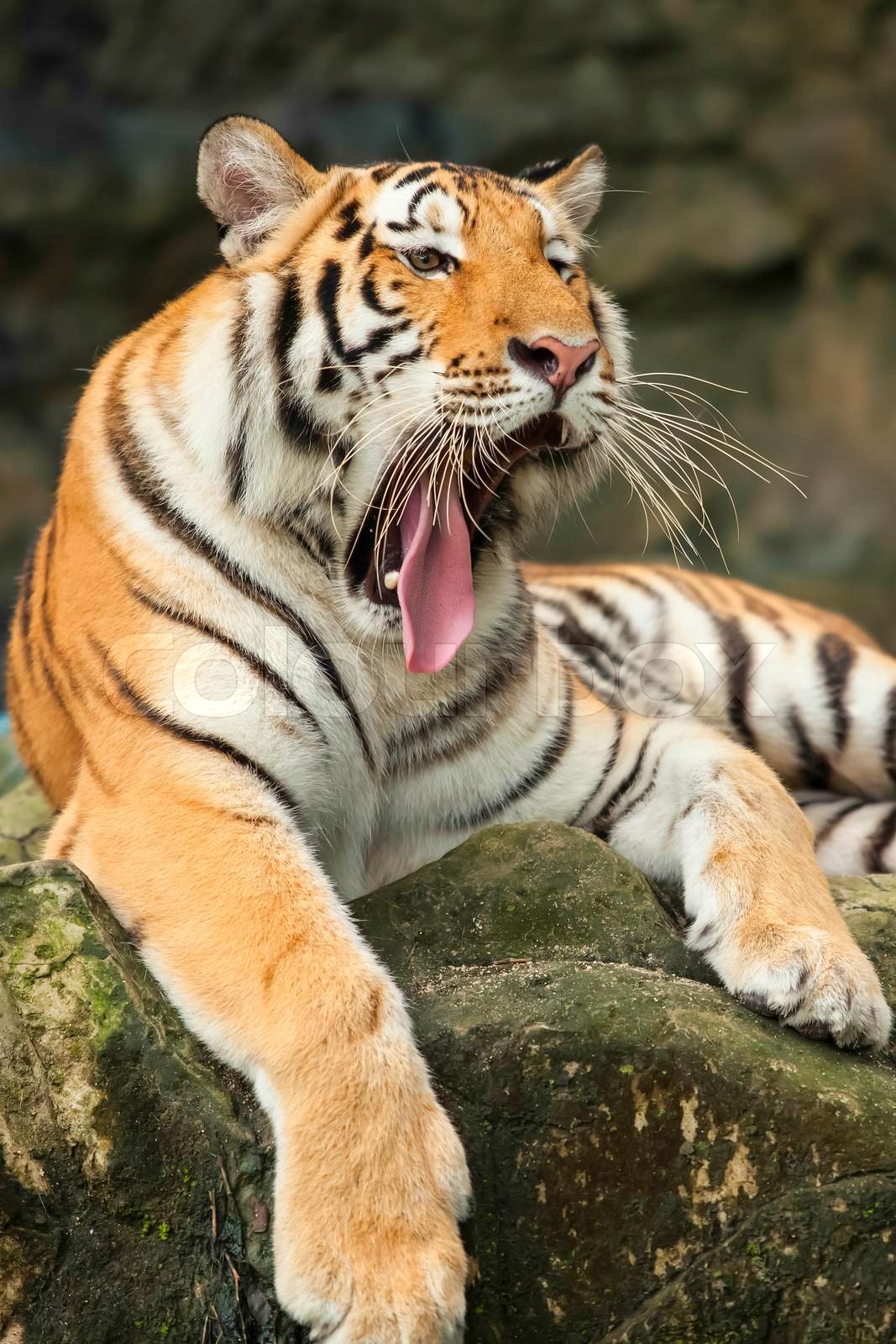 Tigers Stock image Colourbox