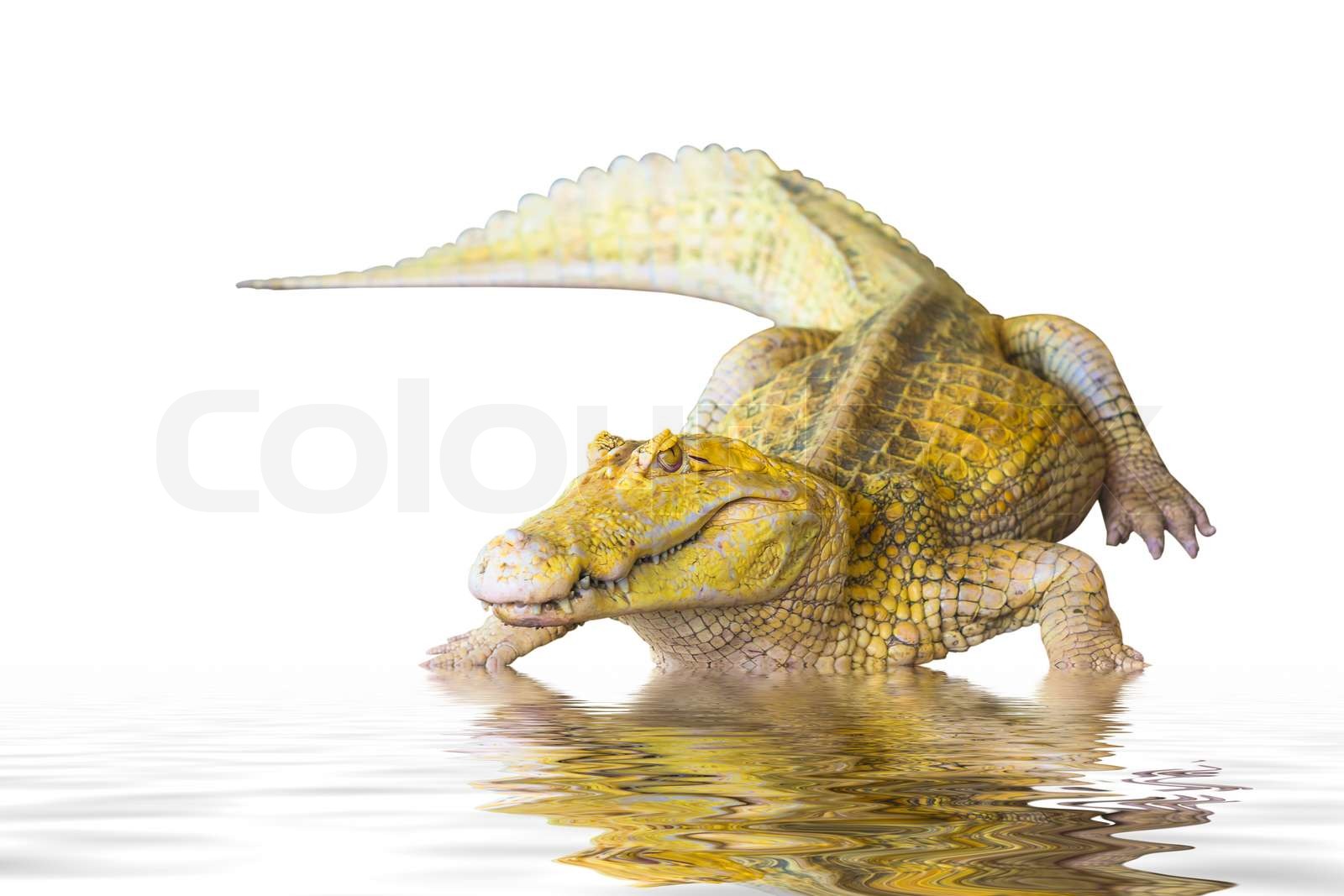 crocodile Stock image Colourbox