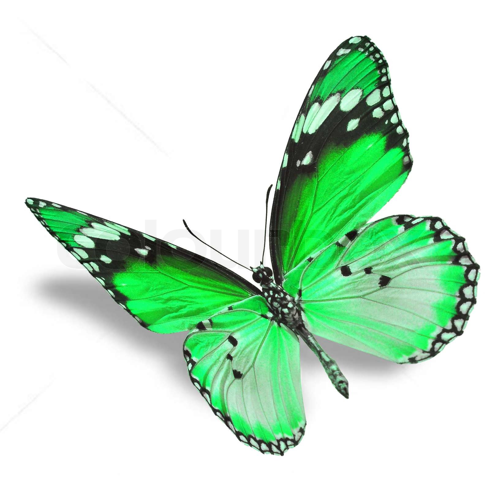 green butterfly flying Stock image Colourbox