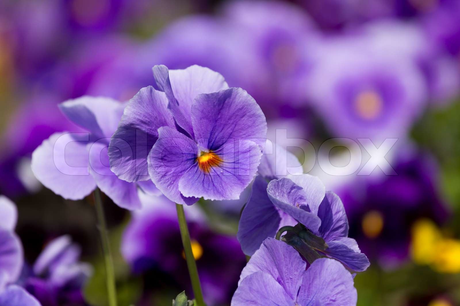 Viola flowers | Stock image | Colourbox