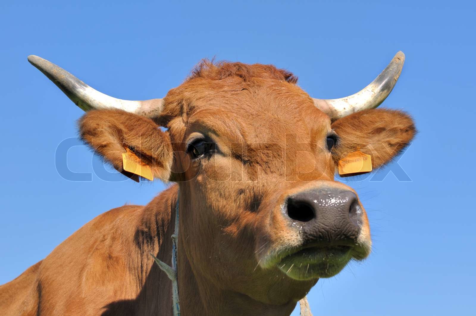 cute brown cow | Stock image | Colourbox