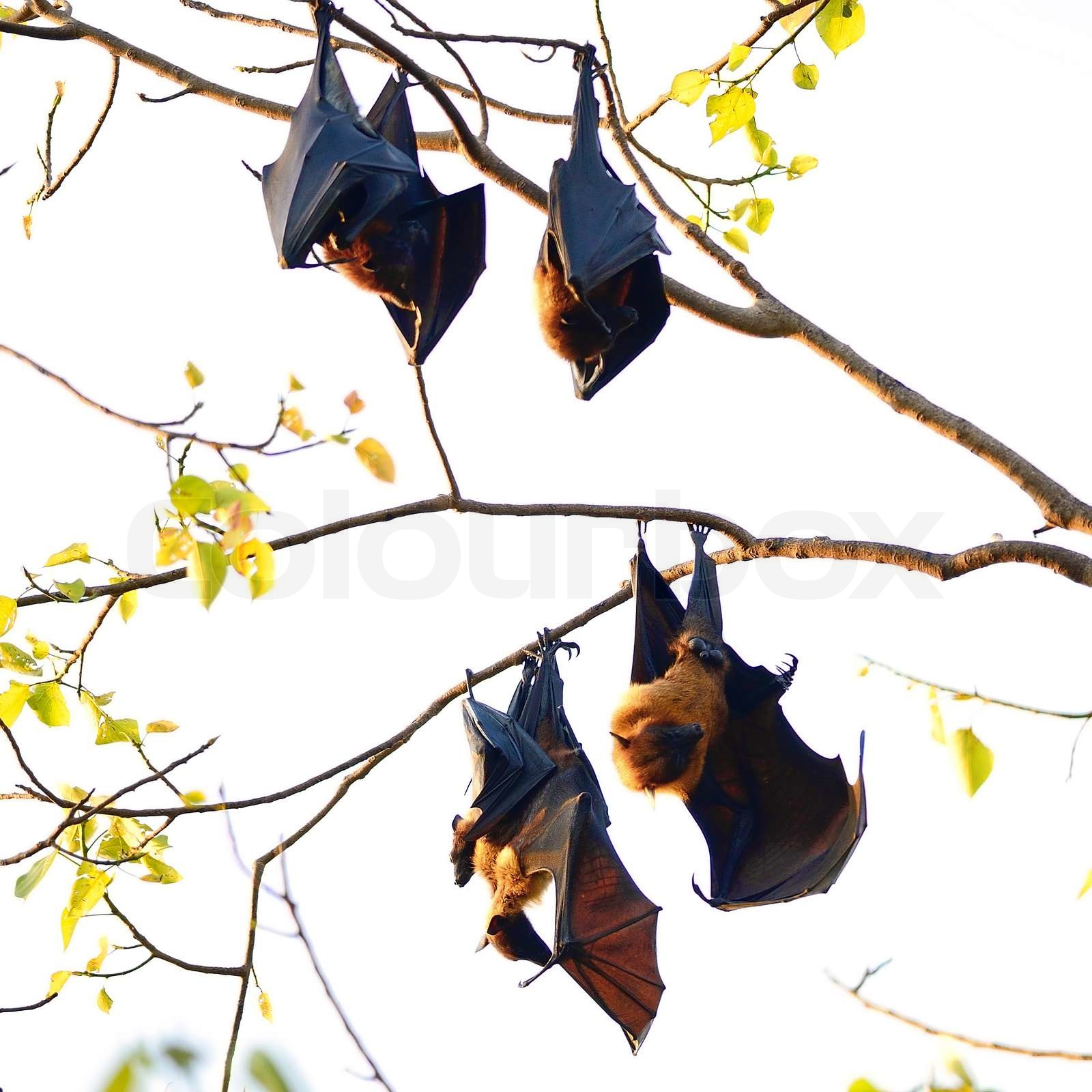 Flying Fox Stock image Colourbox