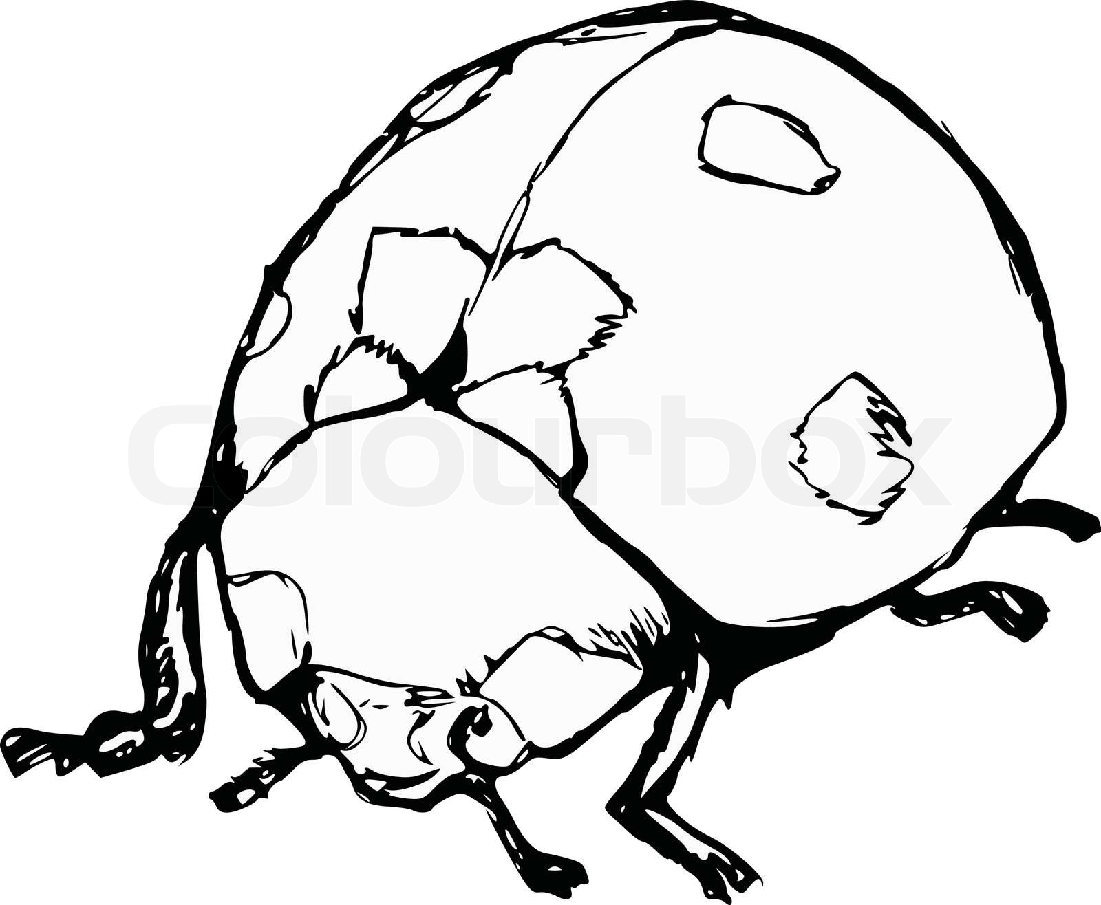  Foto zu Marienkäfer 