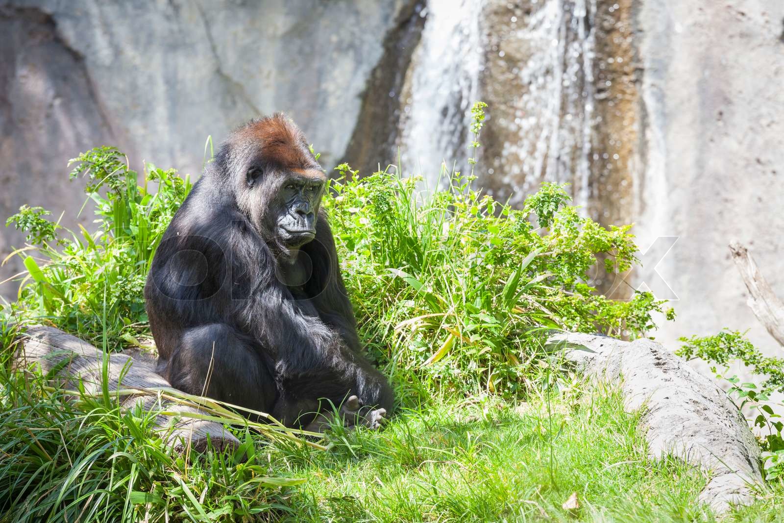 entspannte Westlicher Flachlandgorilla Stock Bild Colourbox