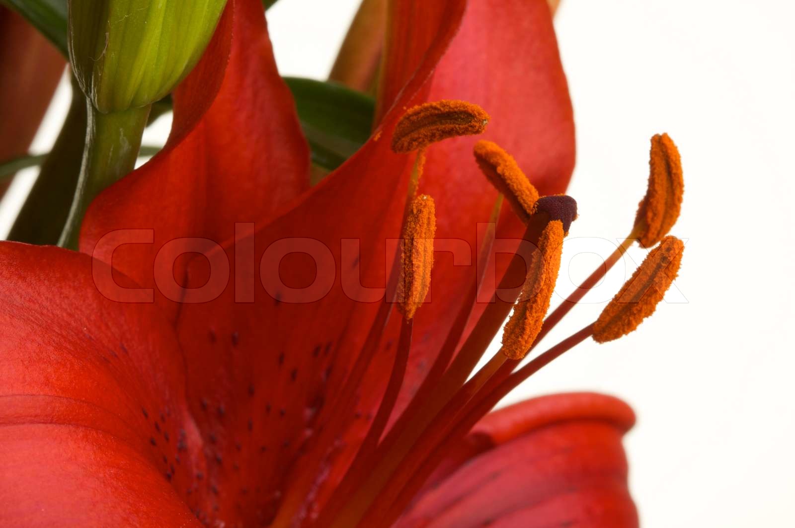 Beautiful Asiatic Lily Bloom Stock image Colourbox