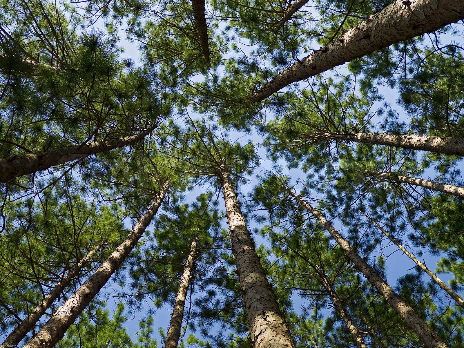 Conifer Canopy | Stock image | Colourbox