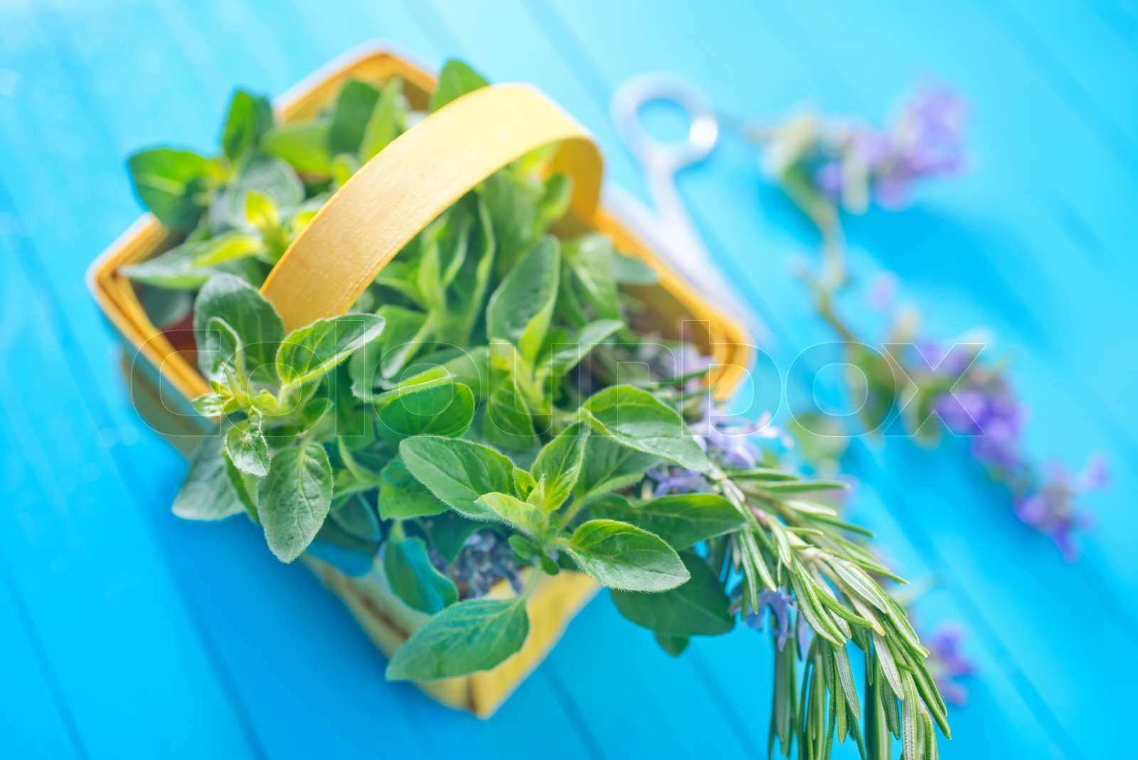 aroma herb Stock image Colourbox