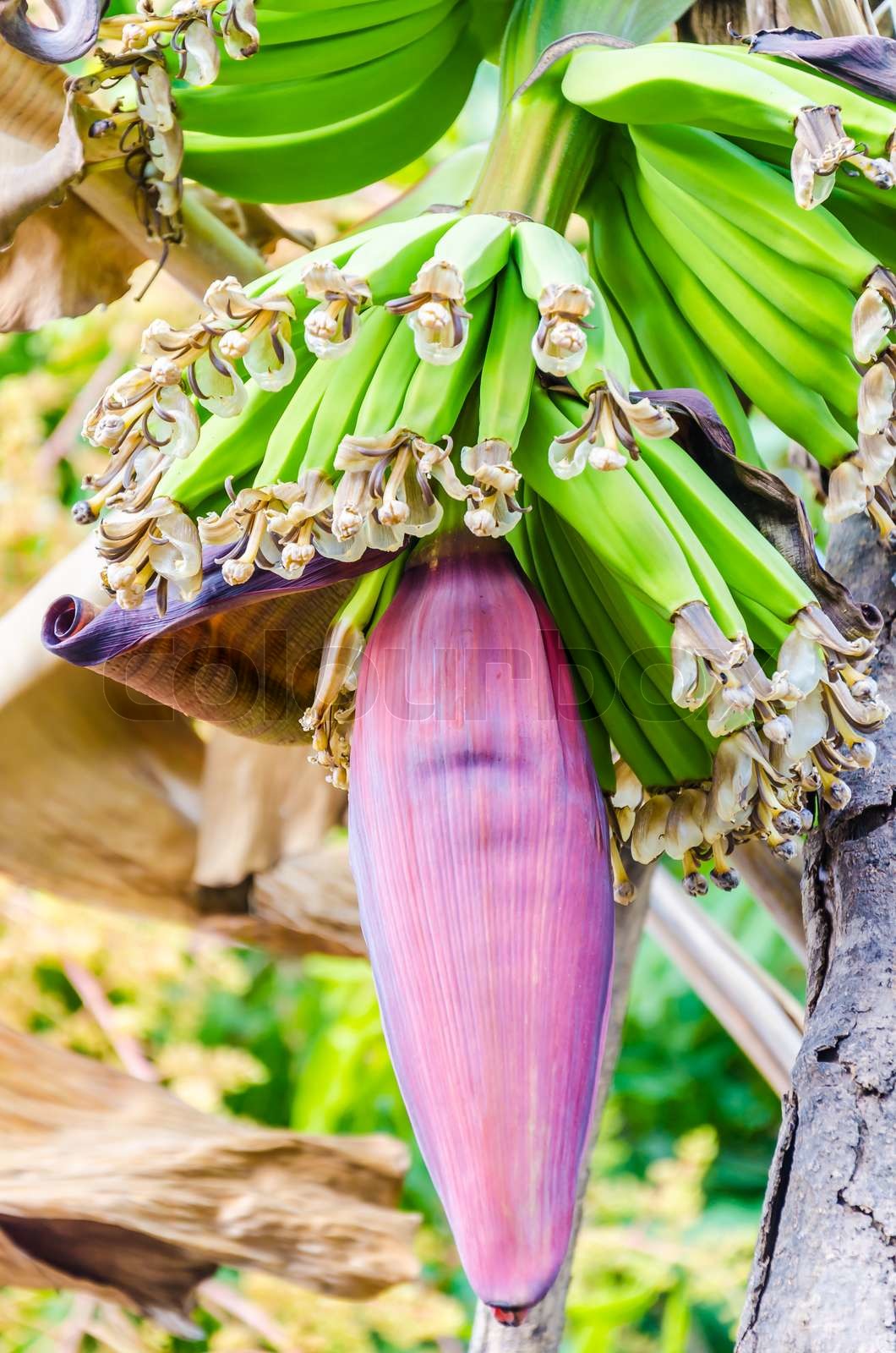banana blossom Stock image Colourbox
