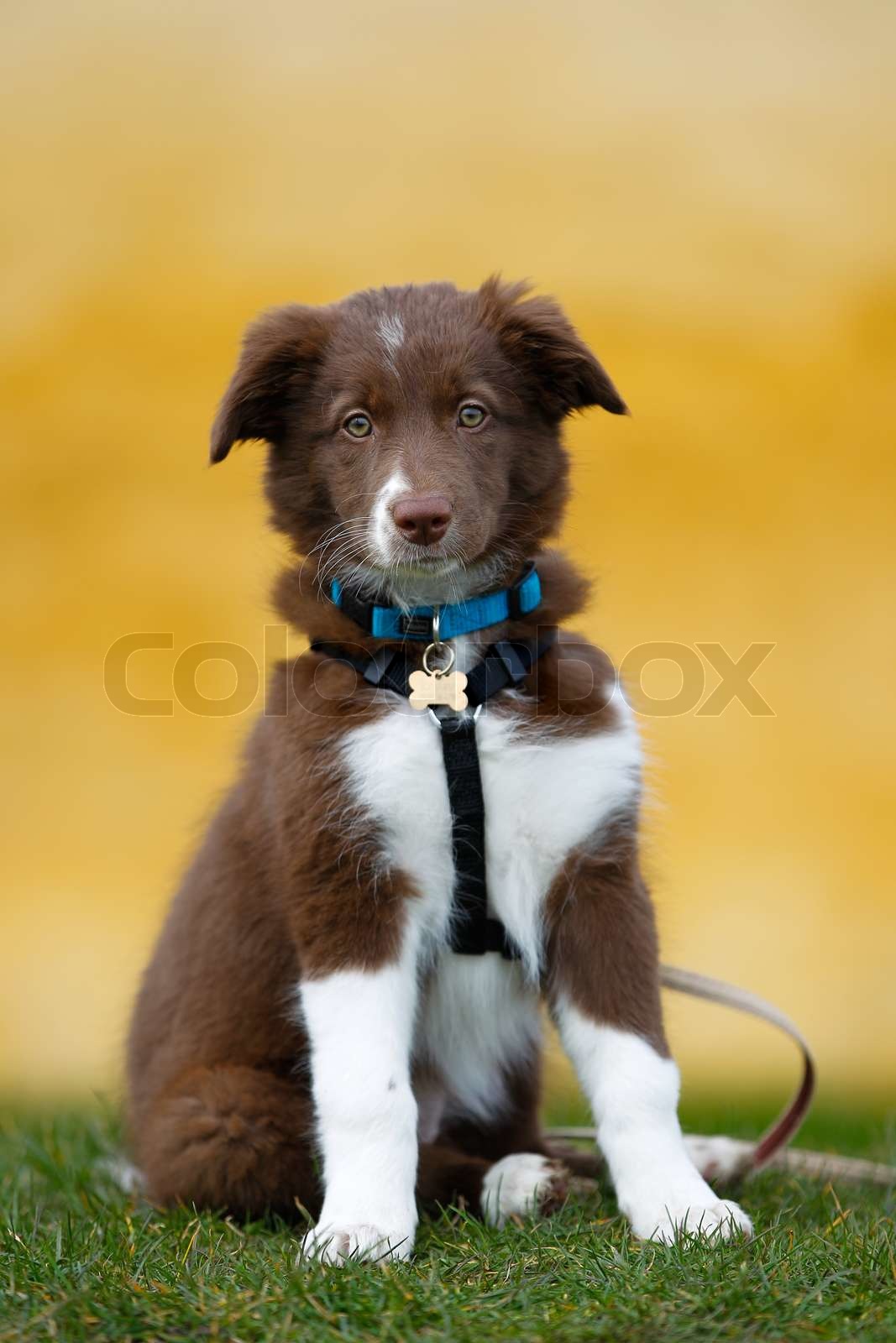braune BorderCollie Welpen Stock Bild Colourbox