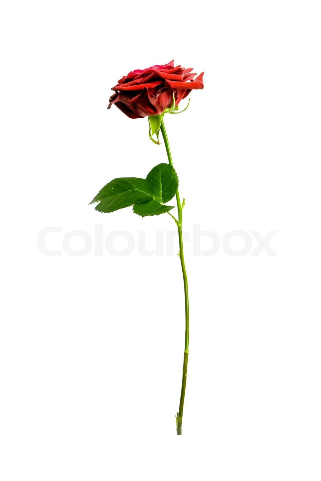 Rød rose på grøn stilk | Stock foto | Colourbox