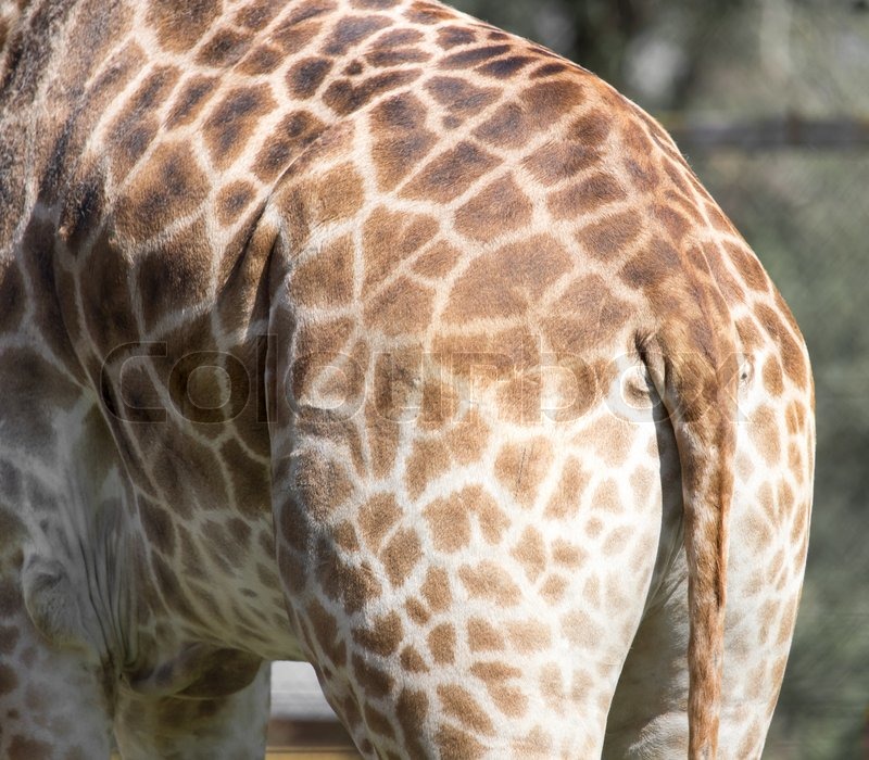 Giraffe tail | Stock image | Colourbox