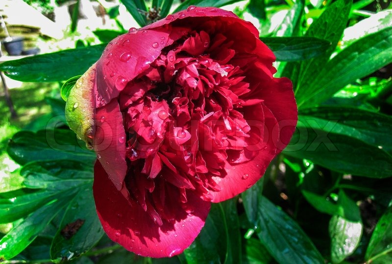 Peony | Stock image | Colourbox
