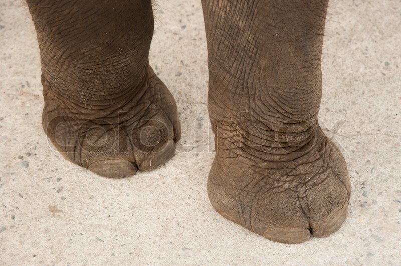 Elephant legs Stock image Colourbox