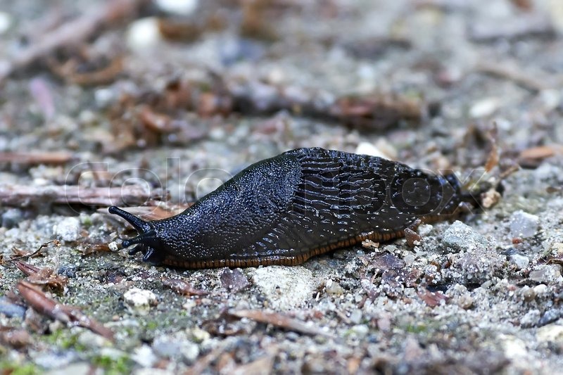 Black slug on the ground in its natural ... | Stock Photo | Colourbox