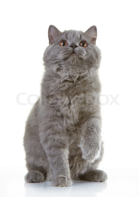 Gray British Long Hair Kitten On A Stock Image Colourbox