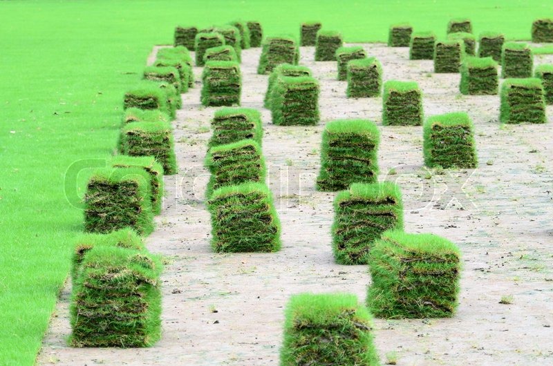 Neuen Rasen | Stock Bild | Colourbox