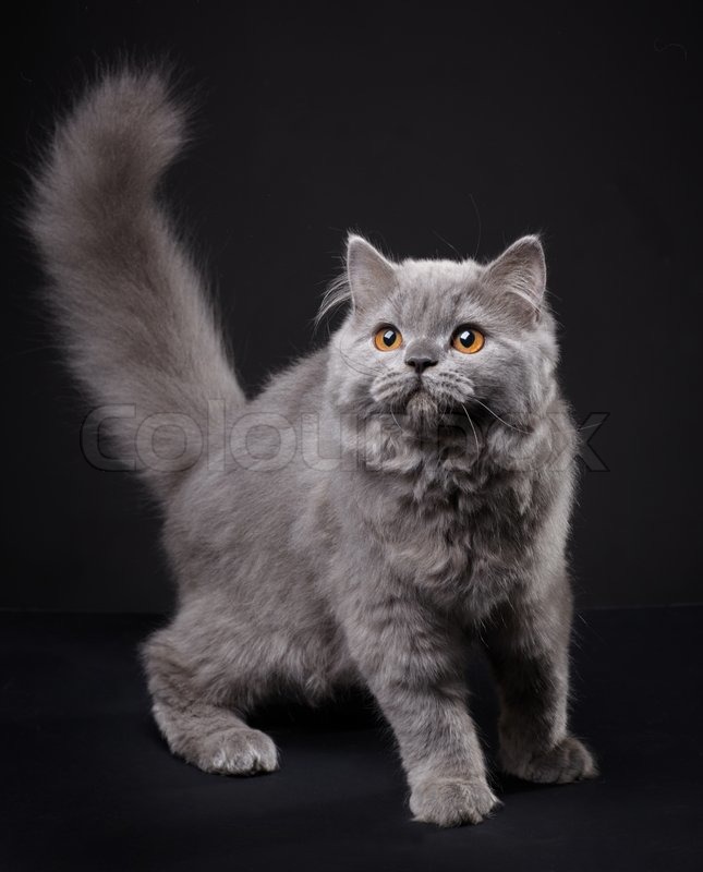 Gray British Longhair Kitten On Black Stock Image Colourbox