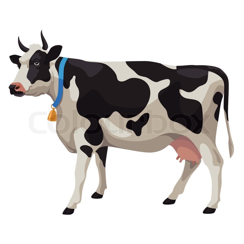 Schwarze und weiße Kuh, | Stock-Vektor | Colourbox