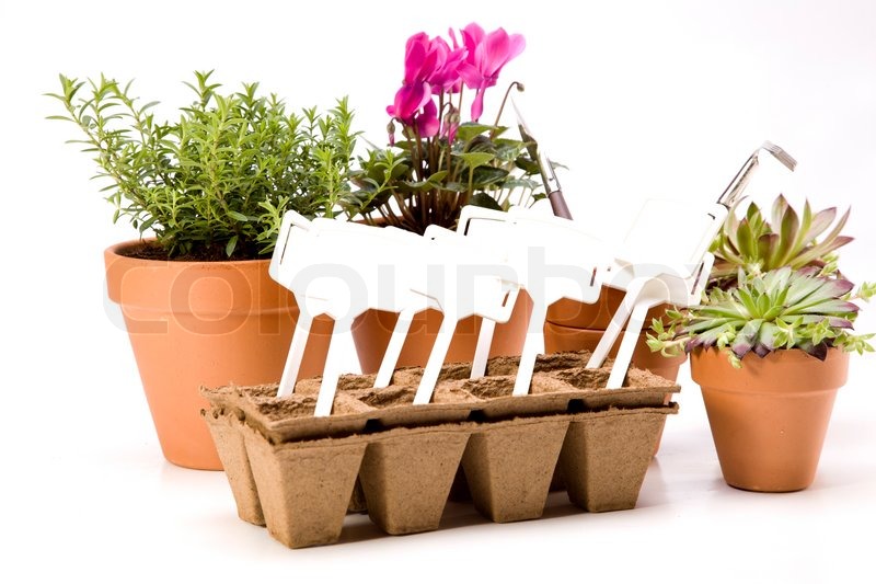 Pflanze, gartenbau, gärtnern | Stockfoto | Colourbox