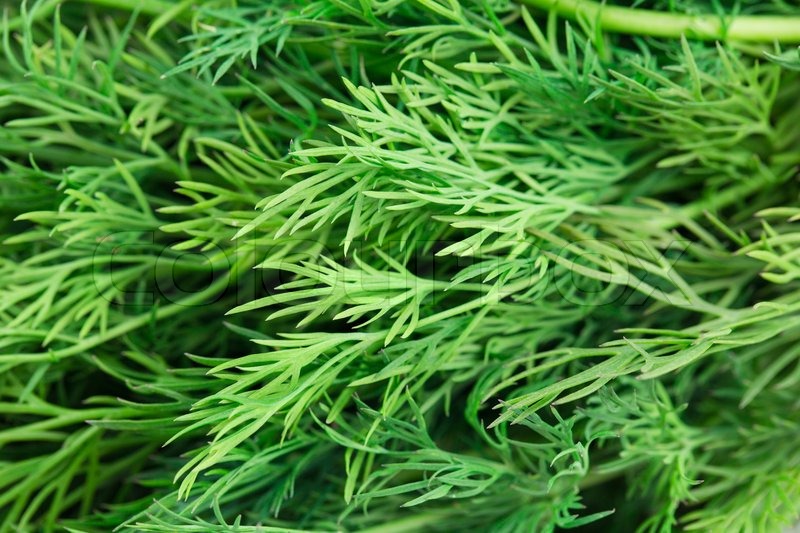 Bunch of dill for background use | Stock image | Colourbox