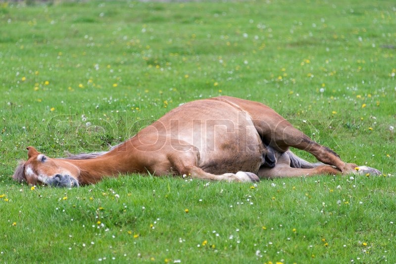 Horse lying on the meadow Stock image Colourbox