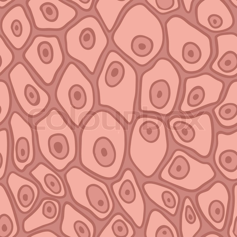Skin Cell Pattern The Structure Of Human Skin Cells Stock Illustration The Structure And