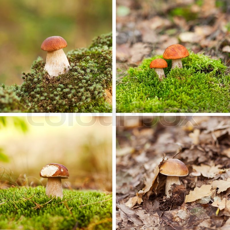 Oak Mushrooms in the moss Stock image Colourbox