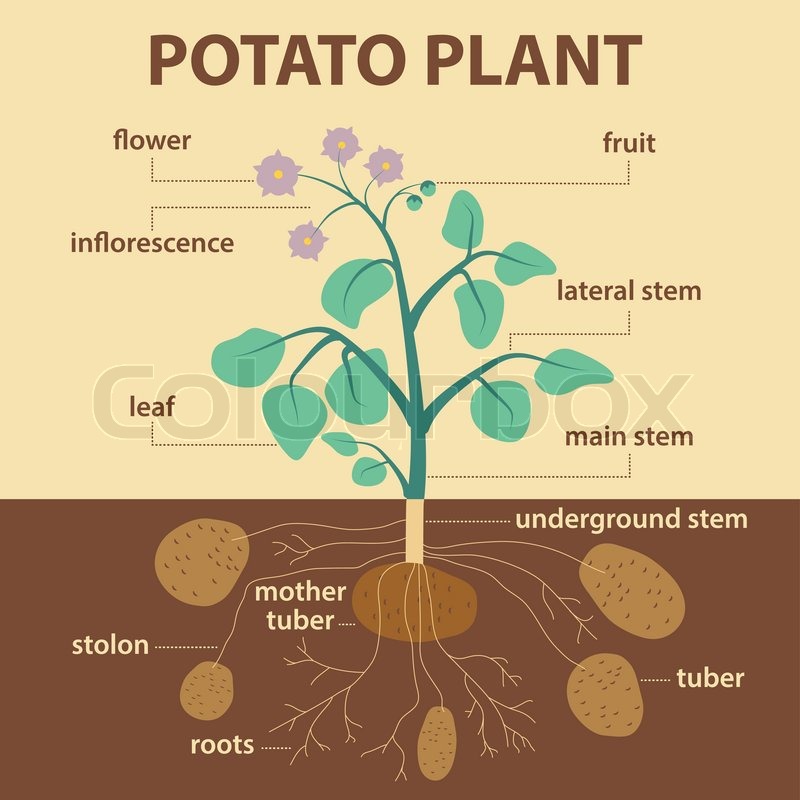 Illustration showing parts of potato ... | Stock Vector ... diagram of how potatoes grow 