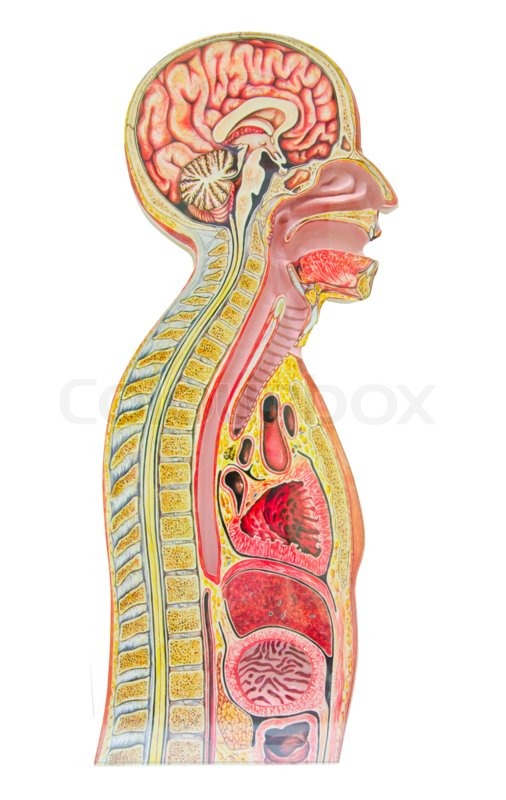 Human anatomical model isolated against ... | Stock image | Colourbox