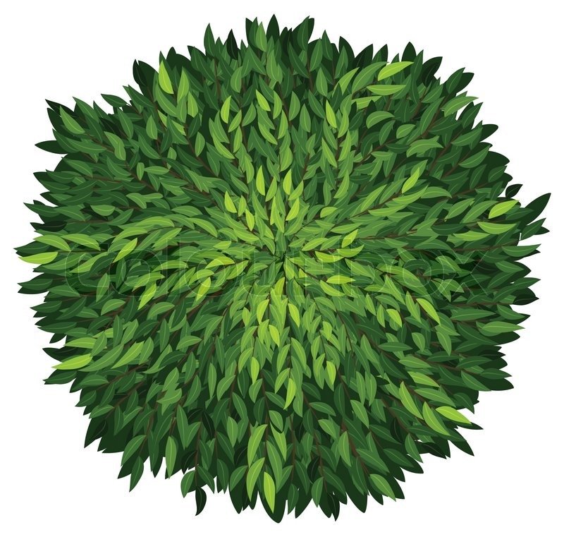 Illustration of an ashoka tree on a Stock vector Colourbox