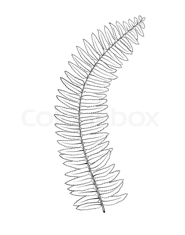 Contour Line Drawing Leaves : Beautiful monochrome black and white fern leaves isolated