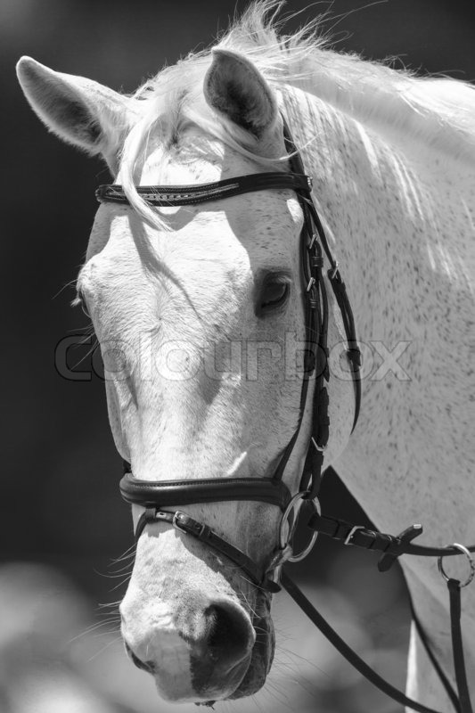 white horse face pictures