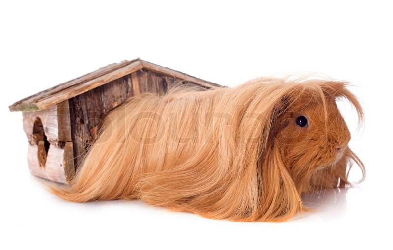 Peruvian Guinea Pig In Front Of White Stock Image Colourbox