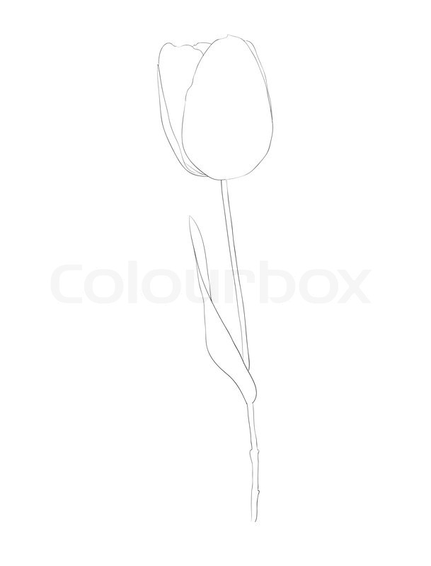 Line Drawing Tulip : Beautiful monochrome black and white tulip flower isolated
