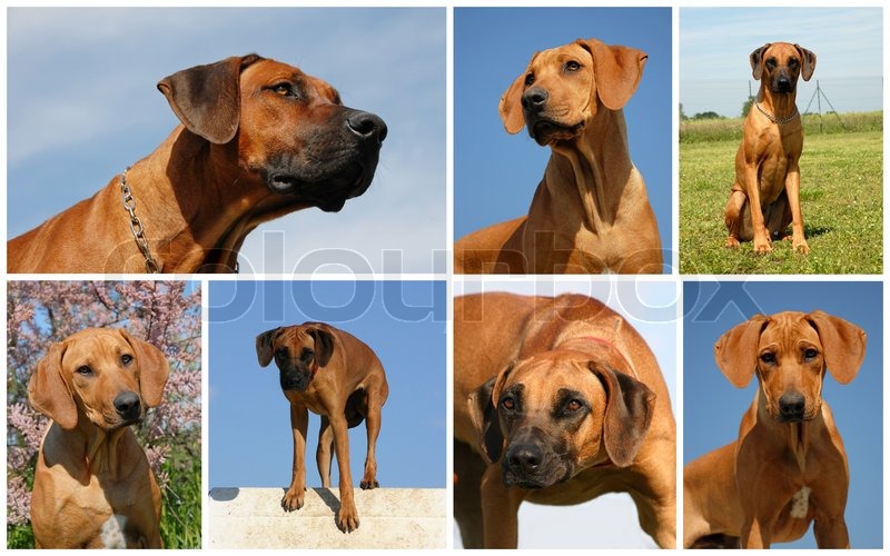 Blue Rhodesian Ridgeback