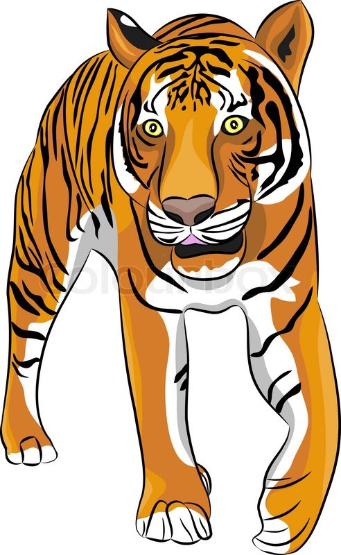 The image Large Crouching Tiger | Stock vector | Colourbox