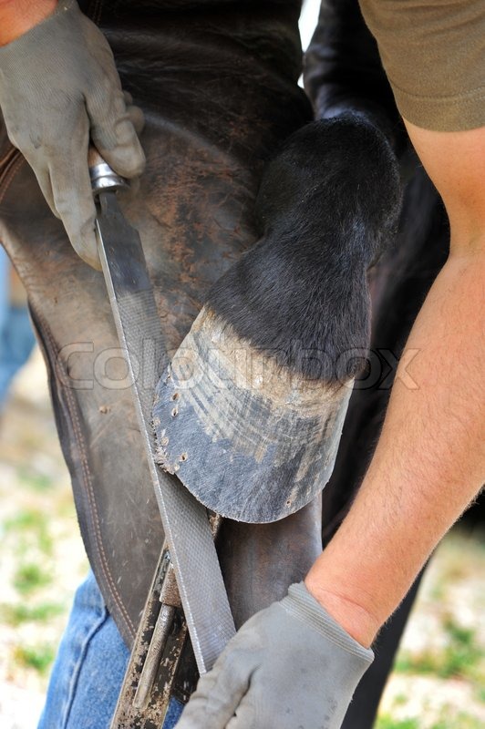 A Farrier rasping an horses hoof, close Stock image Colourbox