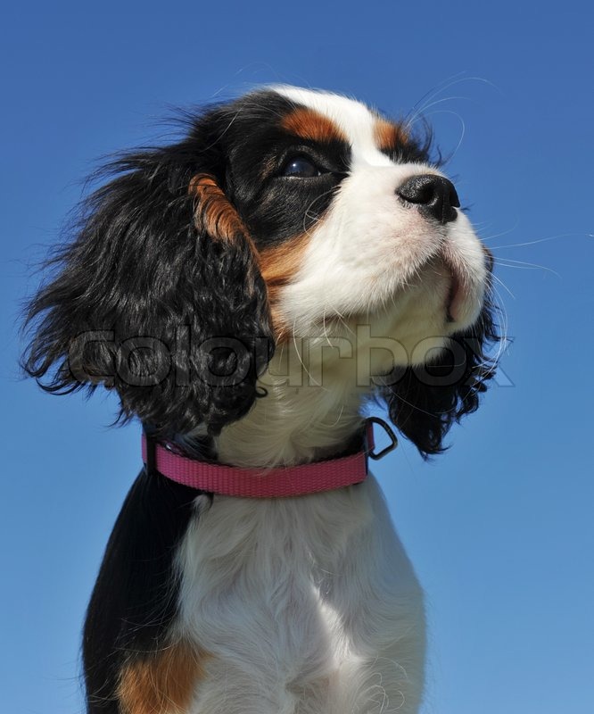 Young puppy cavalier king charles | Stock image | Colourbox